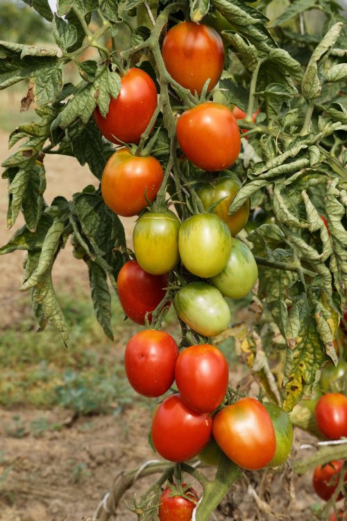 de berao, bio tomate, sauce, Tomate samen saatgut culinaris freiland alte sorte kompost&liebe kaufen online shop bestellen