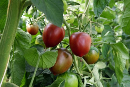 paul robson, bio Salattomate Tomate samen saatgut culinaris gewÃ¤chshaus alte sorte kompost&liebe kaufen online shop bestellen