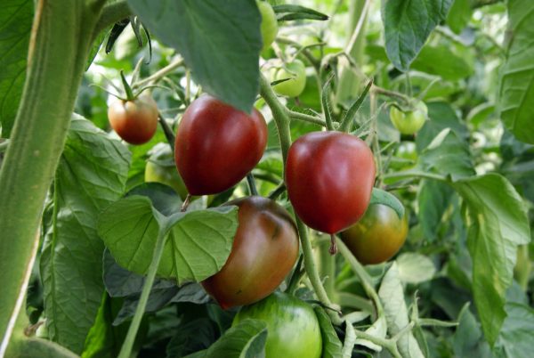 paul robson, bio Salattomate Tomate samen saatgut culinaris gewächshaus alte sorte kompost&liebe kaufen online shop bestellen