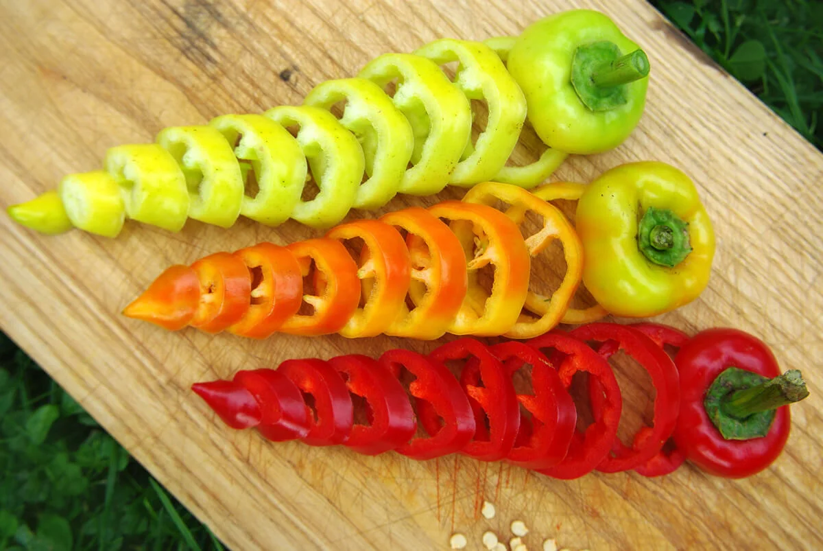 Roter Augsburger 3 paprika roter augsburger spitzpaprika bioveritas bio demeter gemüse samen sativa culinaris kompost&liebe kompost und liebe bio demeter düngung saatgut samen