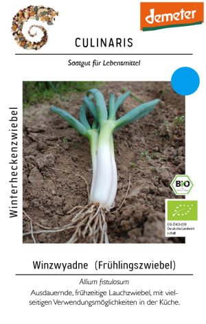 winterheckenzwiebel Winzwyadne Frühlingszwiebel samen culinaris kompost&liebe kompost und liebe bio demeter düngung saatgut samen