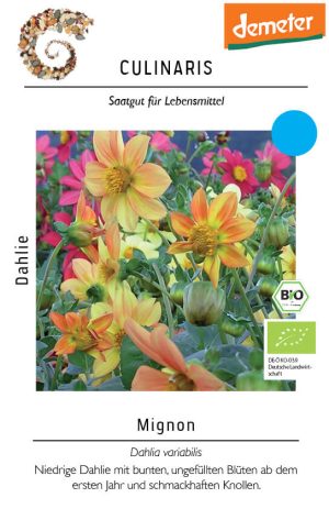 dahlie mignon blumen Culinaris samen bio saatgut sativa kompost&liebe kaufen online shop bestellen demeter