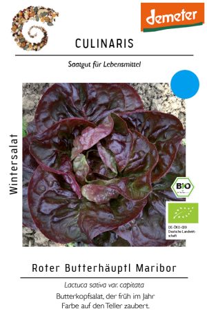 Roter Butterhäuptl (Maribor) culinaris Winterkopfsalat Saatgut,Bio Sativa kompost und liebe kaufen alte sorten samenfest online shop garten selbstversorger