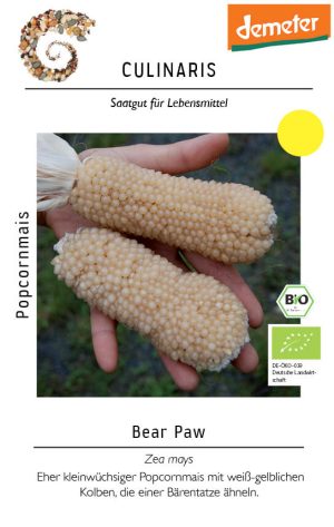 bear paw, popcornmais, freiland, weiss, Saatgut,Bio culinaris kompost und liebe kaufen alte sorten samenfest online shop garten selbstversorger