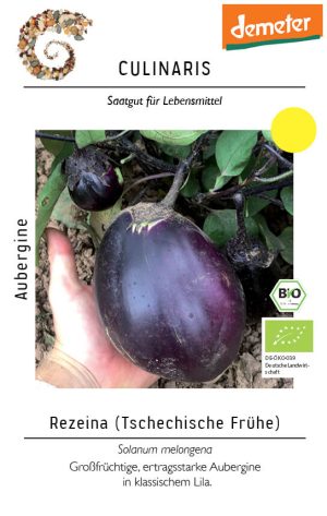 rezeina, aubergine, bio, Melanzani culinaris, saatgut, lila, große früchte, freiland, Auberginensamen kaufen von Kompost&Liebe