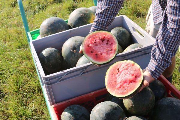 blacktail mountain, wassermelone, bio saatgut, samen, culinaris, freiland, anbau, kaufen bei kompost&liebe