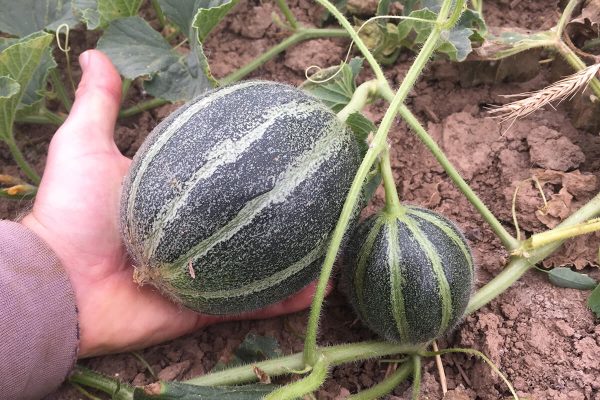 frusito honigmelone, bio saatgut, samen, culinaris, freiland, anbau, kaufen bei kompost&liebe