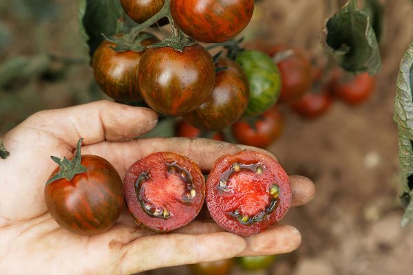 zebranelle, bio cocktailtomate, snacktomate, Tomate samen saatgut culinaris freiland alte sorte kompost&liebe kaufen online shop bestellen