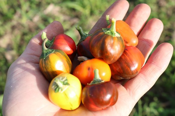 paprika Madame Paraplü naschpaprika balkonpaprika, bio demeter gemüse samen sativa culinaris kompost&liebe kompost und liebe bio demeter düngung saatgut samen