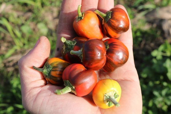 paprika Madame Paraplü naschpaprika balkonpaprika, bio demeter gemüse samen sativa culinaris kompost&liebe kompost und liebe bio demeter düngung saatgut samen