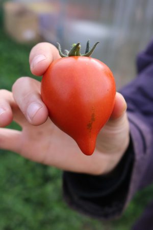 moltorello, bio Salattomate Tomate samen saatgut culinaris gewächshaus alte sorte kompost&liebe kaufen online shop bestellen