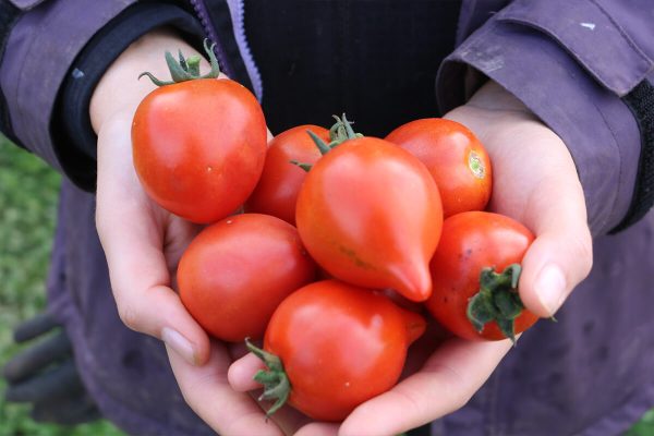Salattomate Moltorello (631-FL) – Bild 2