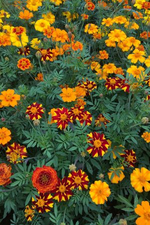 Buntblühende Tagetes Nova Culinaris blumen stauden Insektenweide Bienenweide einjährige blumen pro specie rara samen bio saatgut sativa kompost&liebe kaufen online shop bestellen demeter