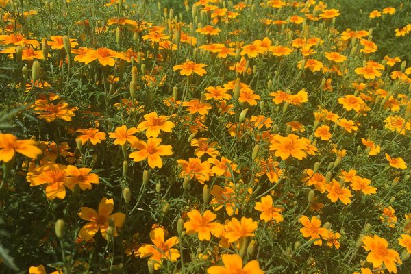 orangeblühende Tagetes lumo Culinaris blumen stauden Insektenweide Bienenweide einjährige blumen pro specie rara samen bio saatgut sativa kompost&liebe kaufen online shop bestellen demeter