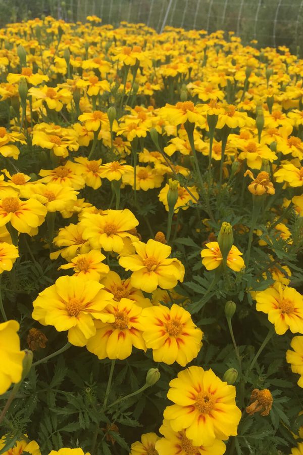 gelbblühende Tagetes lumo Culinaris blumen stauden Insektenweide Bienenweide einjährige blumen pro specie rara samen bio saatgut sativa kompost&liebe kaufen online shop bestellen demeter