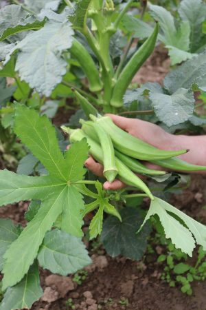 Okra Santa Cruz culinaris Saatgut,Bio Sativa kompost und liebe kaufen alte sorten samenfest online shop garten selbstversorger