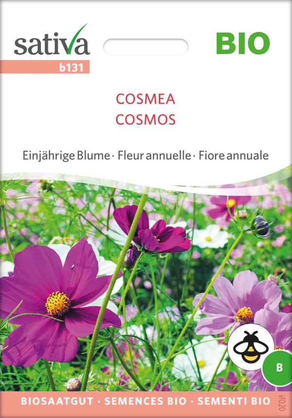 Cosmea