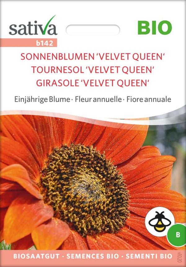 Sonnenblume "Velvet Queen"