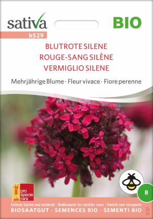 Blutrote Silene, Samen, Saatgut, Bio, Blume