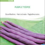 bohne,purple teepee,buschbohne,bio,samen saatgut biosaatgut kaufen