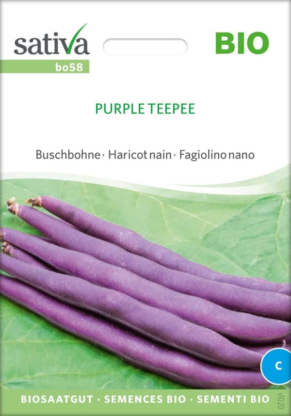bohne,purple teepee,buschbohne,bio,samen saatgut biosaatgut kaufen
