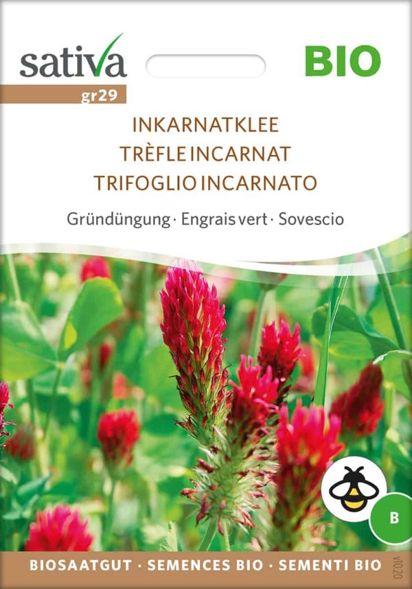 Inkarnatklee