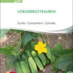 gurke-vorgebirgstrauben-bio-samen-saatgut,