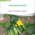 gurke-vorgebirgstrauben-bio-samen-saatgut,