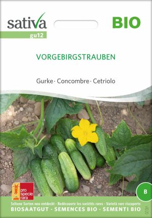 gurke-vorgebirgstrauben-bio-samen-saatgut,