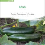 bono,freilandgurke,gurke,bio,samen,saatgut,bio samen, biosamen,