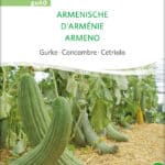 Armenische Gurke, bio,samen,saatgut,biosamen,biosaatgut