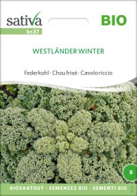westlaender-winter-gruenkohl-bio-samen