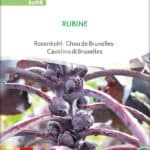 rubine-rosenkohl-bio-samen-saatgut