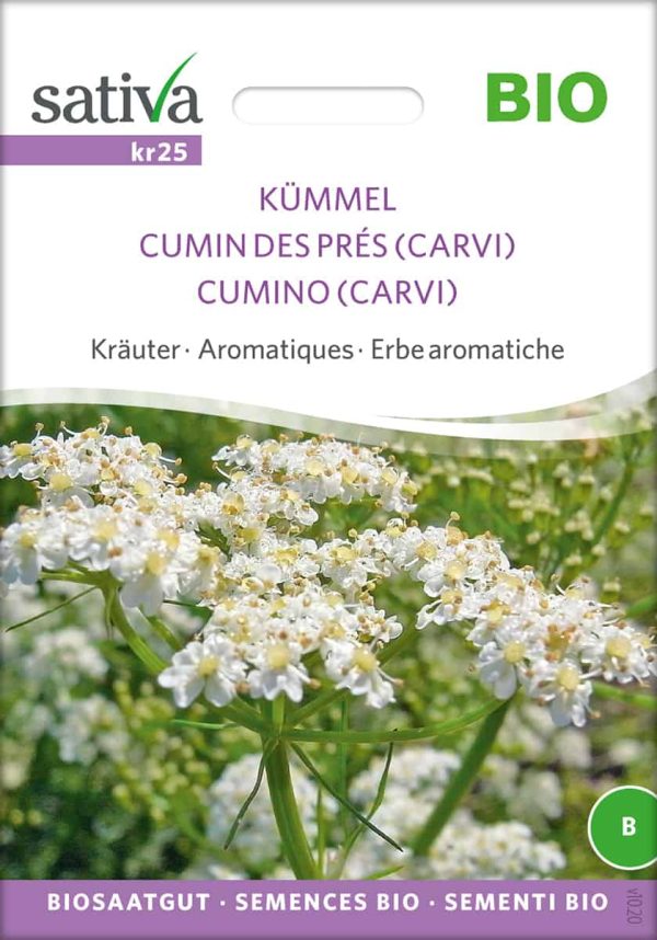 Kümmel