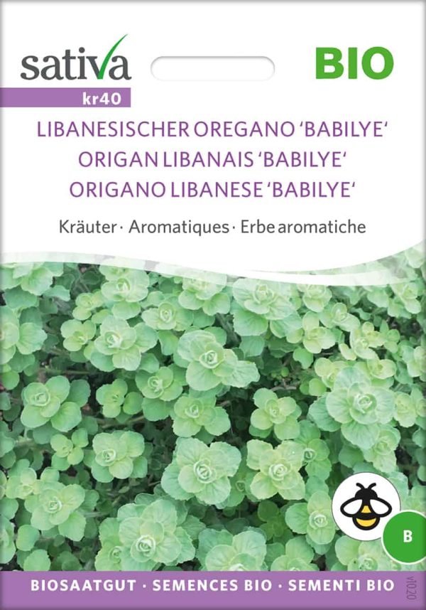 Libanesischer Oregano 'Babilye'