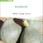 Blue Ballet samen bio saatgut sativa kompost&liebe kaufen online shop