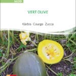 Vert Olive kürbis samen bio saatgut sativa kompost&liebe kaufen online shop