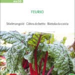 feurio-mangold-bio-samen-kaufen-saatgut-sativa