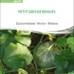melone Petit Gris de Rennes | Zuckermelone , stielkraut, , bio samen, saatgut, kaufen sativa