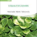 Coquille De Louviere Feldsalat Nüsslisalat Coquille de Louviers freiland Saatgut,Bio Sativa kompost und liebe kaufen alte sorten samenfest online shop garten selbstversorger