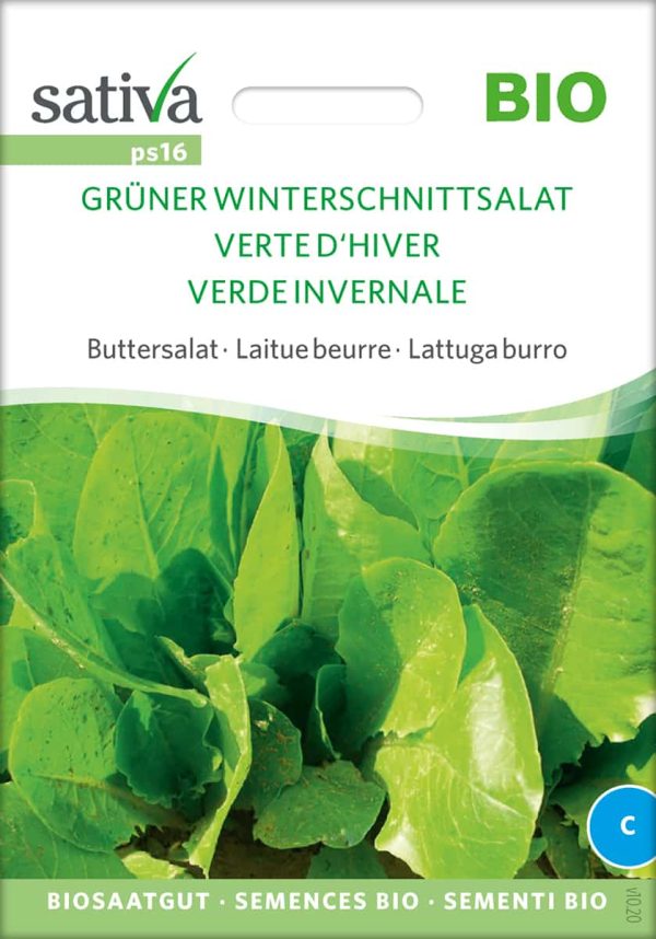 Grüner Winterschnittsalat