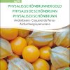 Physalis Schönbrunner gold samen saatgut sativa reinsaat bio demeter samenfestes Saatgut Andebeere kaufen onlineshop