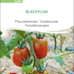 Black Plum tomate stabtomate samen bio saatgut sativa kompost&liebe kaufen online shop