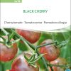 Black Cherry, tomate, bio,samen, Saatgut Bio