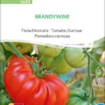 Brandywine tomate Fleischtomate stabtomate samen bio saatgut sativa kompost&liebe kaufen online shop