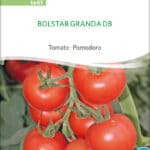 BOLSTAR GRANDA tomate stabtomate samen bio saatgut sativa kompost&liebe kaufen online shop