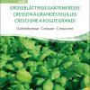 Grossblättrige Gartenkresse samen bio saatgut sativa kompost&liebe kaufen online shop