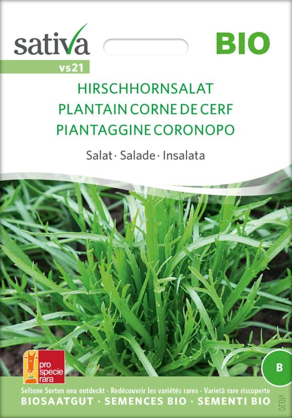 schnittsalat Fingersalat Hirschornsalat freiland Saatgut,Bio Sativa kompost und liebe kaufen alte sorten samenfest online shop garten selbstversorger