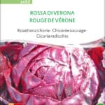 rossa die verona salat Rosettenzichorie chicoree Saatgut,Bio Sativa kompost und liebe kaufen alte sorten samenfest online shop garten selbstversorger