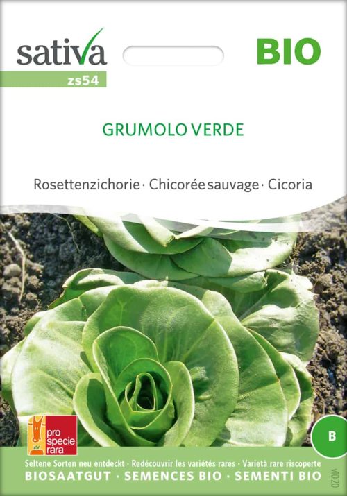 Grumolo Verde salat Rosettenzichorie chicoree Saatgut,Bio Sativa kompost und liebe kaufen alte sorten samenfest online shop garten selbstversorger